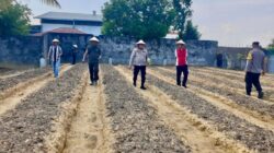 Polsek Muara Dua Tanam Jagung Serentak, Dukung Swasembada Pangan