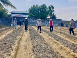 Polsek Muara Dua Tanam Jagung Serentak, Dukung Swasembada Pangan