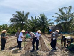 Polsek Samudera Tanam Jagung Serentak, Dukung Swasembada Pangan Nasional