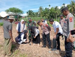 Polsek Blang Mangat Tanam Jagung Serentak, Dukung Swasembada Pangan