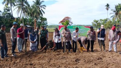 Polsek Muara Batu Tanam Jagung Serentak, Dukung Swasembada Pangan 2025