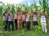 Vinca Farm Panen Jagung di Lahan Ketahanan Pangan Bersama Kapolres Lhokseumawe