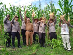 Vinca Farm Panen Jagung di Lahan Ketahanan Pangan Bersama Kapolres Lhokseumawe