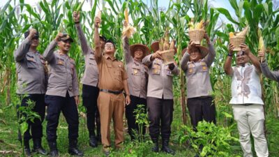 Vinca Farm Panen Jagung di Lahan Ketahanan Pangan Bersama Kapolres Lhokseumawe