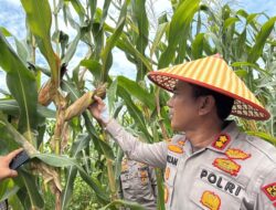 Kapolres Lhokseumawe Panen Jagung di Lahan Seluas 3 Hektar di Cot Girek Kandang, Kota Lhokseumawe Provinsi Aceh