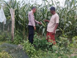 Polsek Syamtalira Bayu Bersama Petani Tinjau Perkembangan Lahan Jagung di Desa Siren Tujuh