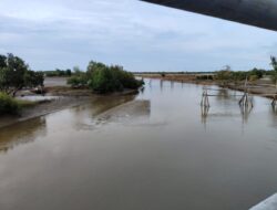 Sungai Kuala Cangkoy Dangkal, Ribuan Hektare Tambak di Aceh Utara Terancam Gagal Panen