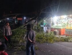 Pohon Trembesi Tumbang di Jalan Pase Lhokseumawe, Polisi dan BPBD Sigap Atasi Kemacetan