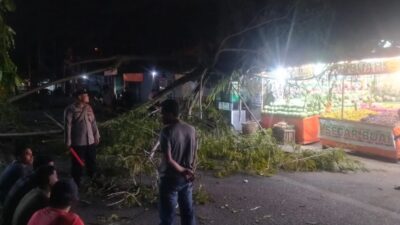 Pohon Trembesi Tumbang di Jalan Pase Lhokseumawe, Polisi dan BPBD Sigap Atasi Kemacetan
