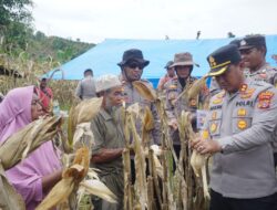 Kapolres Lhokseumawe Bersama BPP Geureudong Pase Panen Jagung, Dukung Swasembada Pangan 2025