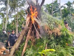 Terungkap! Aparat Temukan 92 Ribu Batang Ganja di Perbukitan Sawang