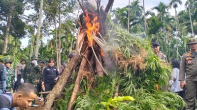 Terungkap! Aparat Temukan 92 Ribu Batang Ganja di Perbukitan Sawang