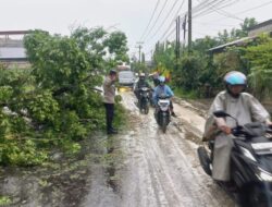 Polsek Dewantara Gerak Cepat Amankan Jalur Usai Pohon Tumbang, Ingatkan Pengendara Tingkatkan Kewaspadaan