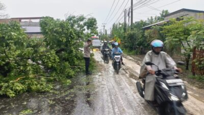 Polsek Dewantara Gerak Cepat Amankan Jalur Usai Pohon Tumbang, Ingatkan Pengendara Tingkatkan Kewaspadaan