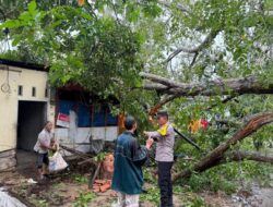 Pohon Tumbang Tutup Jalan, Tim Pamapta Polres Lhokseumawe Bergerak Cepat Datangi Lokasi