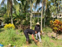 Mahasiswa KPM Kelompok 34 UIN Sultanah Nahrasiyah Tanam Pohon Mangga di Cot Seumiyong