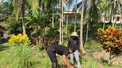 Mahasiswa KPM Kelompok 34 UIN Sultanah Nahrasiyah Tanam Pohon Mangga di Cot Seumiyong