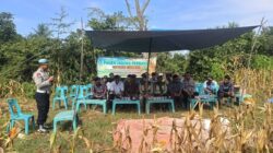 Polsek Dewantara Panen Jagung Perdana Bersama Gapoktan Sinar Tani di Paloh Gadeng