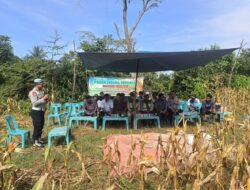 Polsek Dewantara Panen Jagung Perdana Bersama Gapoktan Sinar Tani di Paloh Gadeng