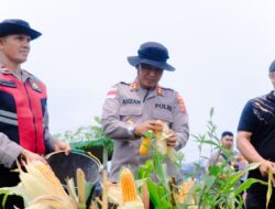 Panen Raya Jagung di Aceh Utara, Kapolres Lhokseumawe Tegaskan Dukungan Polri untuk Swasembada Pangan Nasional