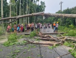 Pohon dan Tiang Listrik Roboh Tutup Jalan, Polisi Bersama Warga Lakukan Evakuasi