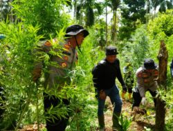 Polres Lhokseumawe Musnahkan Ladang Ganja 2 Hektare di Sawang, Dua Pelaku Diamankan