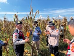 Panen Raya Jagung Binaan Polsek Muara Batu Hasilkan 15 Ton, Wujud Dukungan Polri terhadap Ketahanan Pangan Nasional