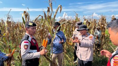 Panen Raya Jagung Binaan Polsek Muara Batu Hasilkan 15 Ton, Wujud Dukungan Polri terhadap Ketahanan Pangan Nasional