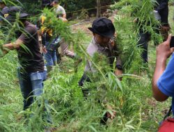 Polres Lhokseumawe Musnahkan Ladang Ganja Seluas 4 Hektare, Belasan Ribu Batang Tanaman Ganja Dimusnahkan
