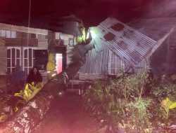 Pohon Kelapa Tumbang Timpa Rumah Warga Banda Masen, Polsek Banda Sakti Turun Tangan