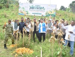 Program Meusara PLN NP UP Arun Hasilkan Panen Perdana 1 Ton Jagung di Lhokseumawe