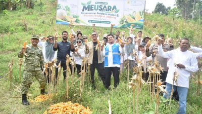 Program Meusara PLN NP UP Arun Hasilkan Panen Perdana 1 Ton Jagung di Lhokseumawe